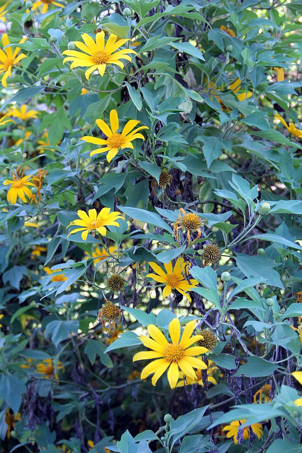 <p>Moradores observam a rápida expansão da Titônia nos muros e áreas comuns de prédios. O uso do nome “margaridão do cerrado” é especialmente danoso, visto que atribui indevidamente a planta ao bioma, induzindo a população a acreditar que se trata de uma espécie nativa ou benéfica.</p>
