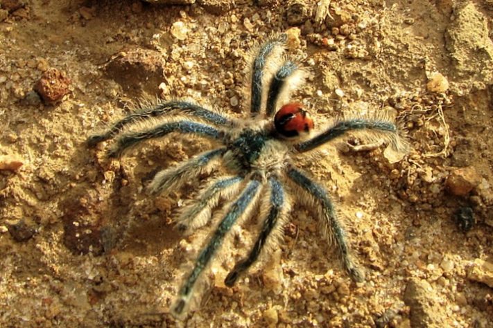 Tarântula (Typhochlaena seladonia) | Flickr - Alex Popovkin, Bahia, Brazil