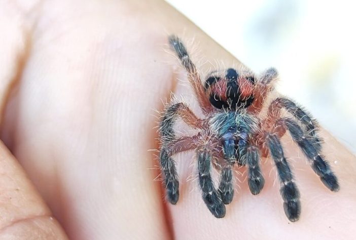 Caranguejeira brasileira Typhochlaena curumim - iNaturalist/Ana Caroline Lima