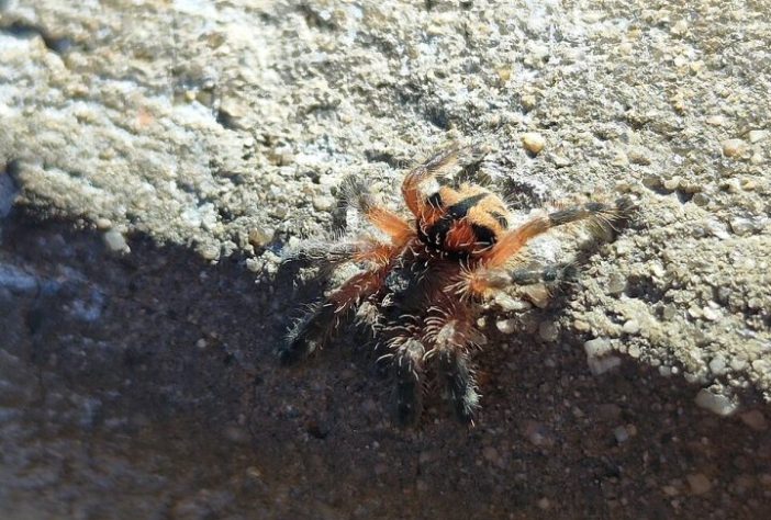 Caranguejeira brasileira Typhochlaena curumim - iNaturalist/Ana Caroline Lima