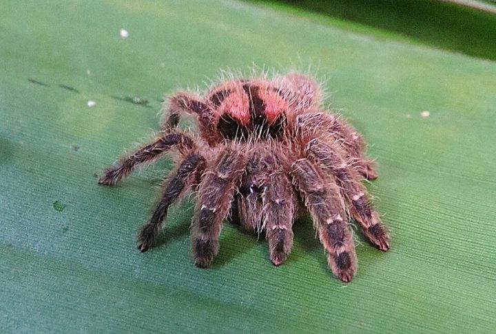 Atualmente, a perda de habitat somada à exploração comercial já coloca a Typhochlaena curumim, encontrada apenas em fragmentos isolados do Nordeste, em listas de espécies criticamente ameaçadas.