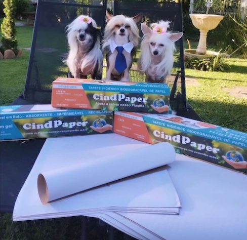 Após adotar cachorra, empresário cria tapete higiênico biodegradável para pets e projeta faturar R$ 2 milhões - Reprodução @cindpaper