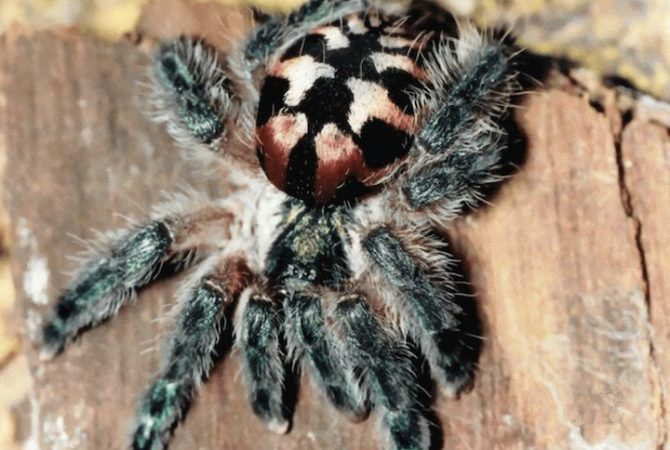 Em risco! Aranhas raras da Amazônia se tornam alvo do tráfico de animais silvestres