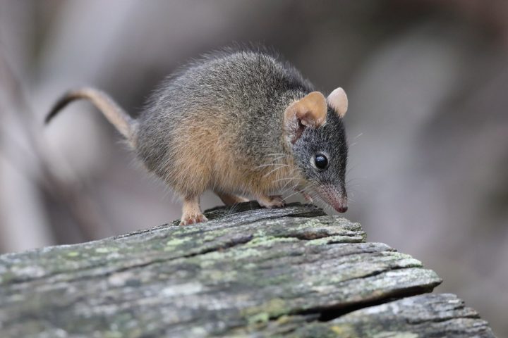 <p>Nos mamíferos, o metabolismo acelerado costuma estar associado à vida breve, como o pequeno marsupial australiano do gênero Antechinus que vive pouco mais de um ano.</p>
