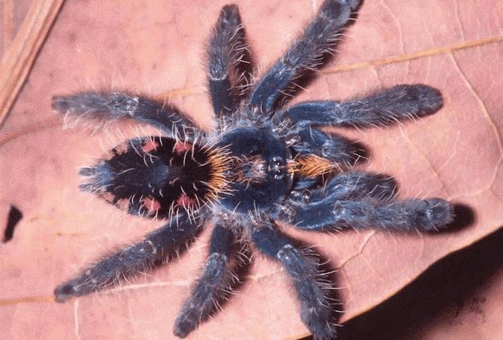 Eles destacam ainda que a falta de informações sobre distribuição e tamanho populacional dificulta avaliar com precisão o risco de extinção desses invertebrados, muitos dos quais podem desaparecer antes mesmo de serem completamente estudados pela ciência.