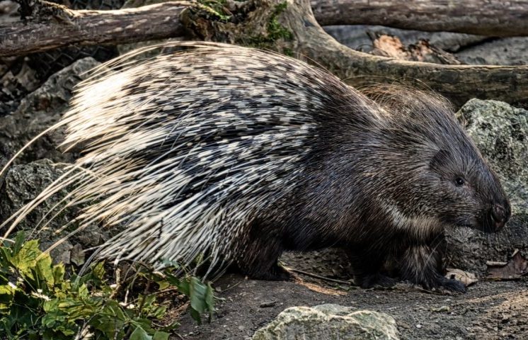 <p>Ao contrário do que muitos pensam, eles não são animais agressivos que saem por aí atacando tudo o que veem; na verdade, eles são bastante pacíficos, desde que se mantenha uma distância respeitosa.</p>
