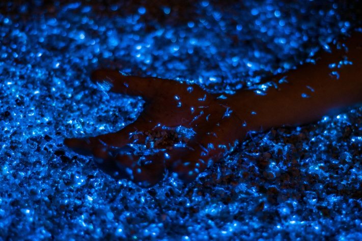 Bioluminescência - Alvaro Bejarano/Pixabay