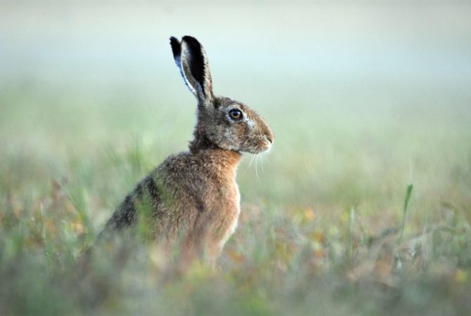 É coelho ou é lebre? Animais pertencem à mesma família, mas têm diferenças; veja!