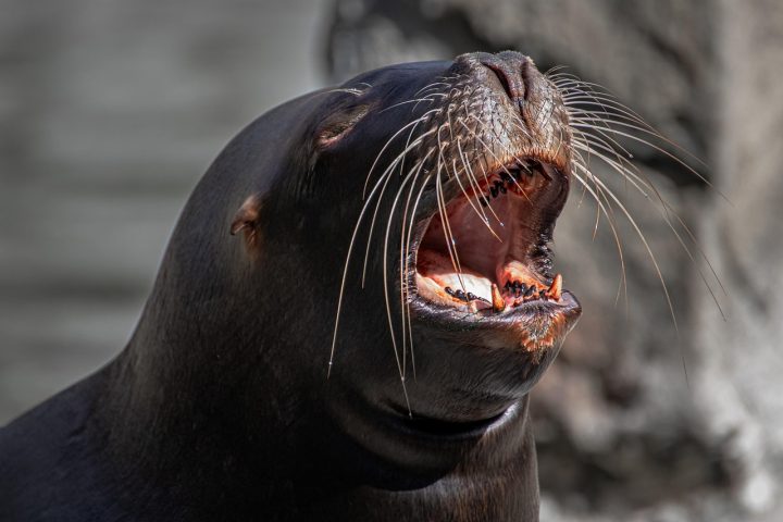 <p>Já os leões-marinhos, pertencentes à família Otariidae, apresentam algumas características que os diferenciam facilmente das focas como pequenas orelhas externas visíveis.</p>
