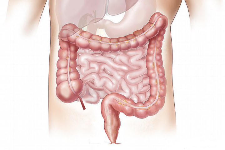 <p>A principal área de atuação dos probióticos é o intestino. Eles ajudam a manter o equilíbrio entre bactérias benéficas e potencialmente prejudiciais, competindo por espaço e nutrientes dentro do trato digestivo.</p>
