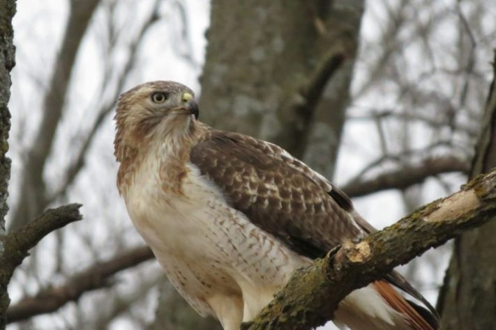 Falcão-peregrino, aves de rapina - Ethan McMenemy/Unsplash
