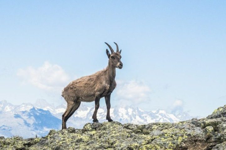 Ao contrário das ovelhas e carneiros, os bodes e as cabras são animais extremamente ágeis, com grande equilíbrio e facilidade para se deslocar em ambientes íngremes e irregulares.