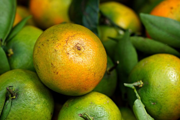 Ponkan, mexerica, morgote, tangerina e bergamota - hartono subagio/Pixabay