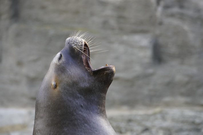 Leão Marinho - beauty_of_nature/Pixabay