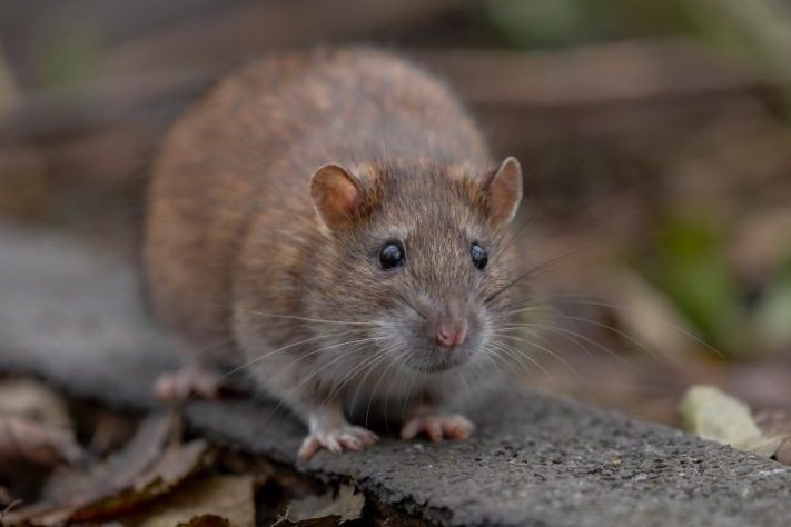 Rato, ratazana (Rattus norvegicus) - Jon Pauling/Pixabay