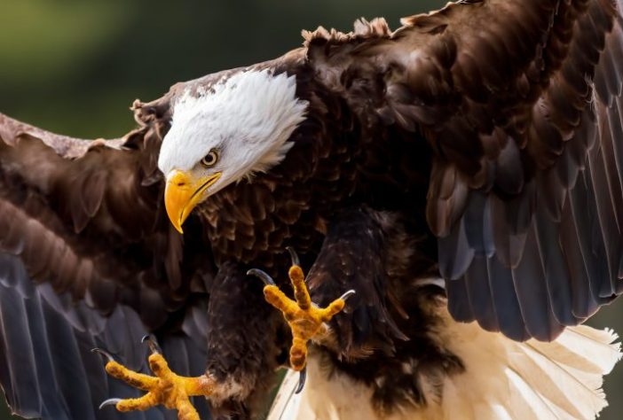 Águia, aves de rapina - Manoj Balotia/Unsplash