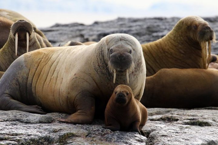 <p>Esses bigodes são extremamente sensíveis e ajudam as morsas a localizar moluscos e outros organismos no fundo do mar. As presas, por sua vez, são usadas para defesa, para disputar posição entre machos e também para ajudar o animal a subir em blocos de gelo.</p>
