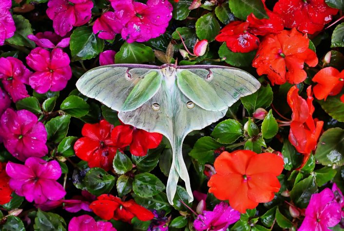 Mariposas luna (Actias luna) - Naturelady/Pixabay