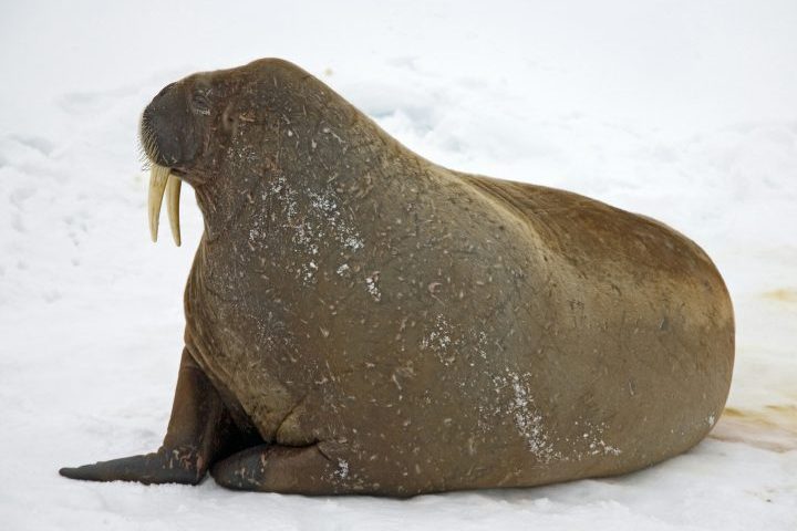 <p>Assim como os leões-marinhos, as morsas conseguem virar as nadadeiras traseiras para caminhar no gelo, mas seu tamanho massivo as torna muito mais lentas.</p>
