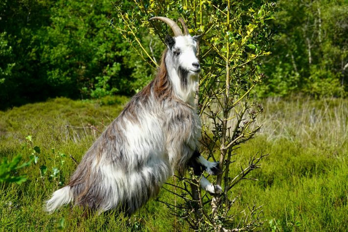 Cabra da Montanha - Peter Hoogmoed/Unsplash