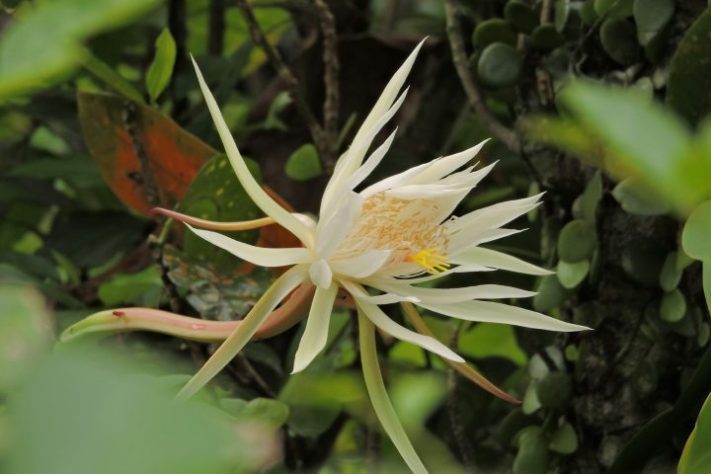 Planta/flor rainha-da-noite (Epiphyllum oxypetalum) - Suhas Dissanayake/Unsplash