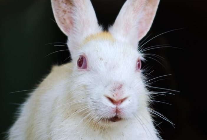 Lebre, coelho - Ayush Das/Pixabay