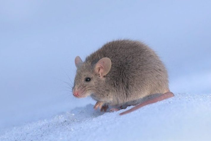 Camundongo (Mus musculus) - Wikimedia Commons/Dion Art