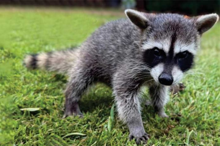 Espécie nascida no Zoológico Sonho de Criança, em Pitangueiras (SP) - Guaxinim, guaxinim norte-americano,(Procyon lotor) animal - Reprodução do Instagram @zoosonhodecrianca