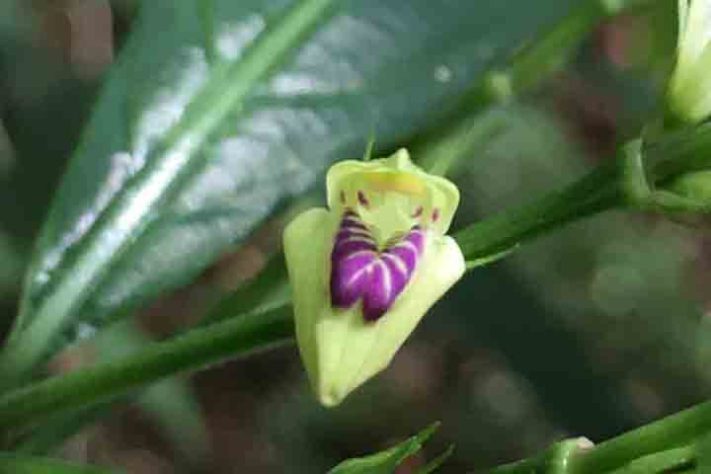 Planta Justicia dasyclados