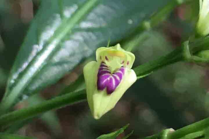 Além do valor científico, o registro da Justicia dasyclados chama atenção para a necessidade de ampliar políticas de conservação e investimento em pesquisa. Espécies com distribuição limitada e registros escassos são particularmente vulneráveis a mudanças climáticas, desmatamento e fragmentação de habitats. Ao mesmo tempo, descobertas como essa demonstram que ainda há muito a ser conhecido sobre a flora brasileira. Preservar esses ambientes é, portanto, essencial não apenas para proteger espécie