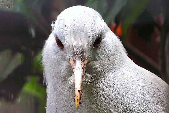 A forma como a ave caça também chama a atenção. O kagu utiliza o bico alongado para revirar o solo e a serapilheira, demonstrando precisão e paciência na busca por alimento.
