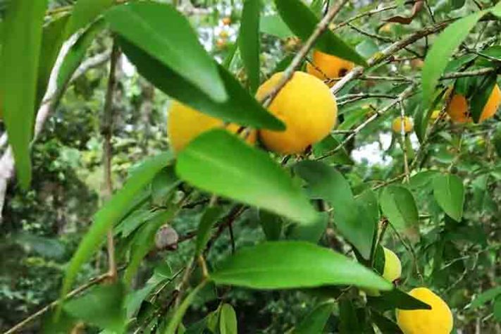 Uvaia, ubaia, uvalha, uvaieira ou uaieira (Eugenia pyriformis) fruta - Reprodução do Youtube Canal Vamos falar das flores