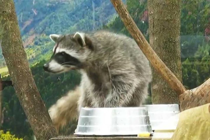 Espécie nascida no Zoológico Sonho de Criança, em Pitangueiras (SP) - Guaxinim, guaxinim norte-americano,(Procyon lotor) animal - Reprodução de vídeo EPTV