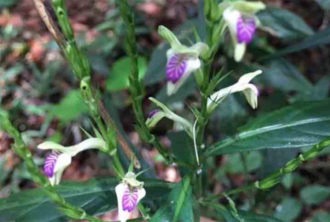 Registro inédito no século: planta rara Justicia dasyclados é encontrada em reserva de Petrópolis