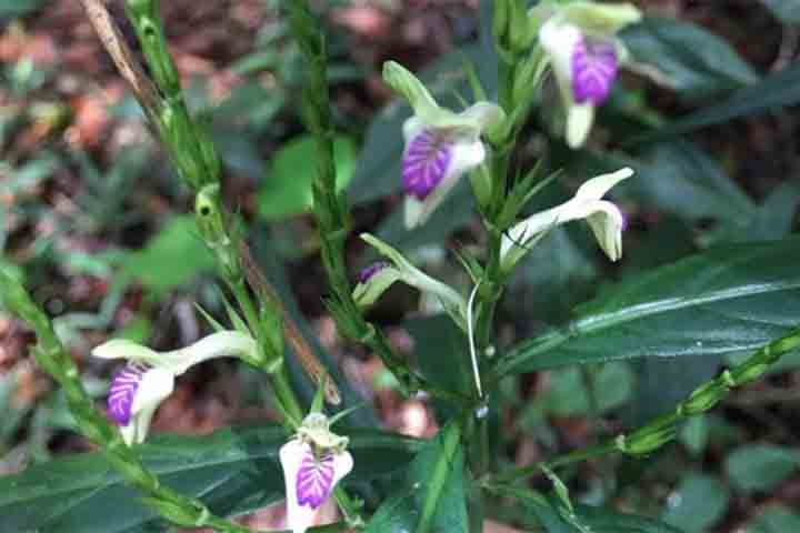 Justicia dasyclados , planta arbustiva da família Acanthaceae - Divulgação