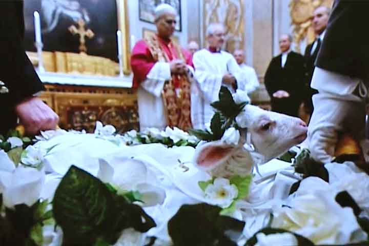 Os cordeiros apresentados ao Papa Leão XIV foram abençoados em cerimônia solene. Sua lã, pura e branca, remete à inocência e ao sacrifício, mas também à riqueza de um recurso natural que sustenta comunidades inteiras dedicadas à criação de ovinos.