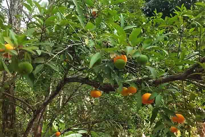 A árvore que produz a fruta, conhecida como uvaieira, pode alcançar entre 6 e 13 metros de altura e apresenta flores brancas ornamentais que também valorizam paisagens urbanas e rurais.