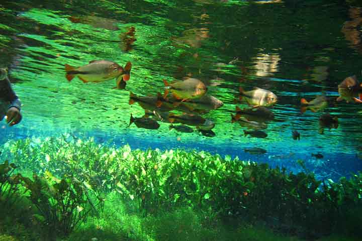 Outro destaque é a Lagoa Misteriosa, conhecida por suas águas transparentes e profundidade ainda não totalmente determinada. O local é procurado tanto por praticantes de mergulho quanto por visitantes que desejam realizar a flutuação, experiência que permite observar com nitidez a vegetação submersa e a vida aquática em um ambiente singular.
