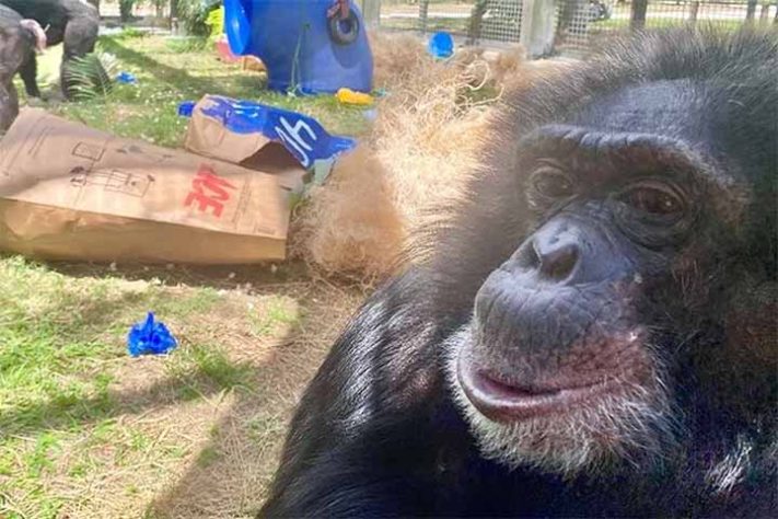 Bubbles, o chimpanzé do Michael Jackson 