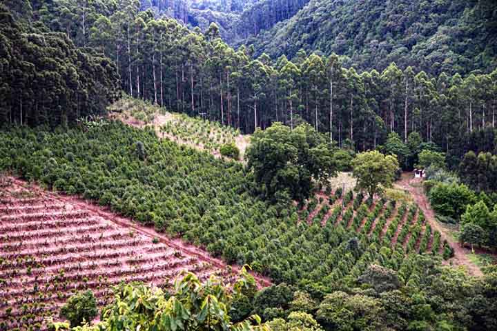 A erva-mate é a base do chimarrão, cultivada principalmente no sul do Brasil e em países vizinhos. Rica em cafeína e antioxidantes, ela oferece energia e benefícios à saúde. O cultivo conecta economia regional à preservação de tradições agrícolas, sustentando milhares de famílias.
