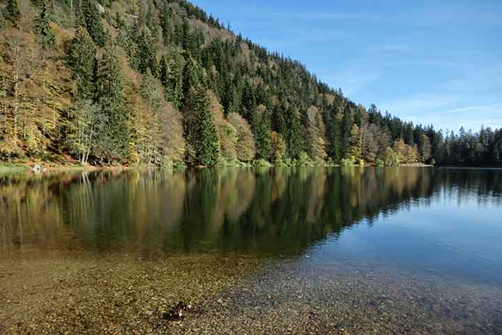 O nome “Floresta Negra” vem da densidade de pinheiros e abetos que escurecem a paisagem. Essa vegetação cria um ambiente misterioso e único, associado a lendas germânicas. A biodiversidade inclui cervos, javalis e aves típicas da Europa Central.