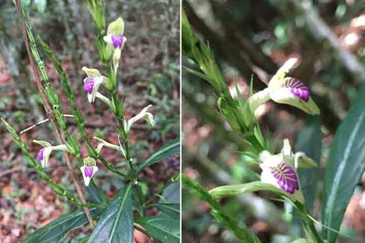 Planta Justicia dasyclados