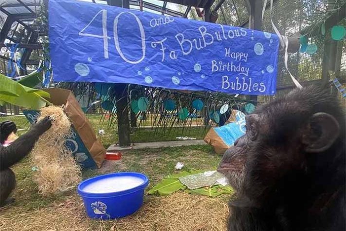 Bubbles, o chimpanzé do Michael Jackson