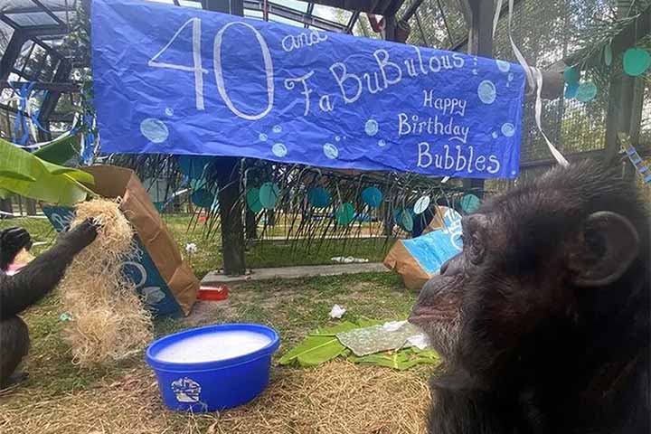 Atualmente, Bubbles vive no Center for Great Apes, na Flórida, nos Estados Unidos. No local, ele convive com outros chimpanzés e participa de atividades que estimulam seu comportamento natural, como interação social, exploração de objetos e enriquecimento ambiental. Hoje, com mais de 40 anos, ele é considerado um chimpanzé idoso e leva uma vida tranquila, distante da intensa exposição que marcou sua juventude.