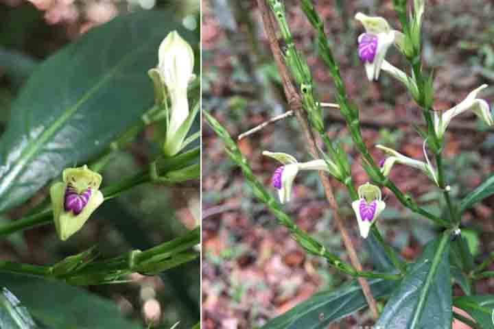 O novo registro da planta em 2026 foi resultado de um esforço logístico cuidadoso, que envolveu monitoramento prévio da área, análise de notificações históricas e uso de tecnologias para localização e documentação. Equipamentos de georreferenciamento, fotografia de alta resolução e coleta de dados botânicos permitiram registrar com precisão as características morfológicas da espécie, contribuindo para sua identificação inequívoca. A participação de especialistas foi essencial para validar o acha