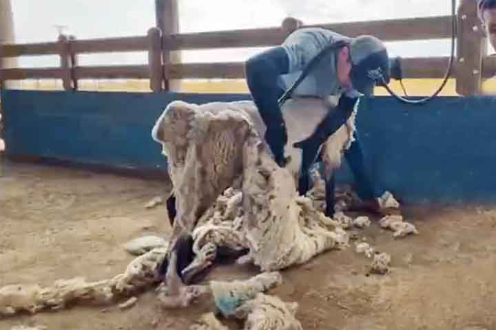 O processo de obtenção da lã começa com a tosquia, geralmente realizada uma vez por ano. É um ato cuidadoso que não prejudica o animal e garante o aproveitamento de sua fibra para diversas finalidades.
