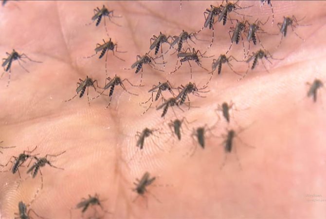 Como surgem infestações de mosquitos no ambiente doméstico