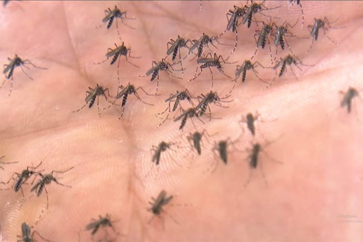 Infestação de mosquitos em casa
