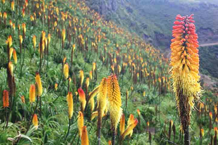 Um detalhe sobre o parque é que a paisagem do parque muda conforme a altitude, criando diferentes microclimas ao longo das trilhas. Durante determinadas épocas do ano, nuvens densas cobrem as encostas e criam cenários fascinantes de serem admirados.