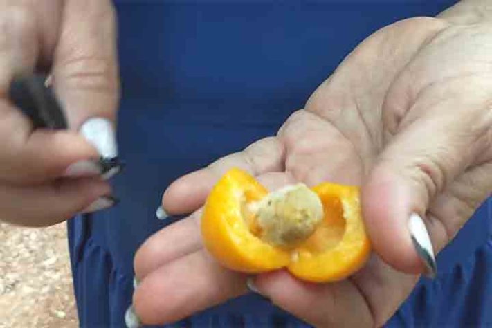 Uvaia, ubaia, uvalha, uvaieira ou uaieira (Eugenia pyriformis) fruta - Reprodução do Youtube Canal Vamos falar das flores